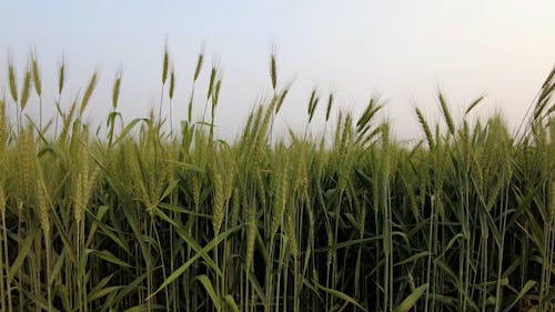 Close up of Wheat Field