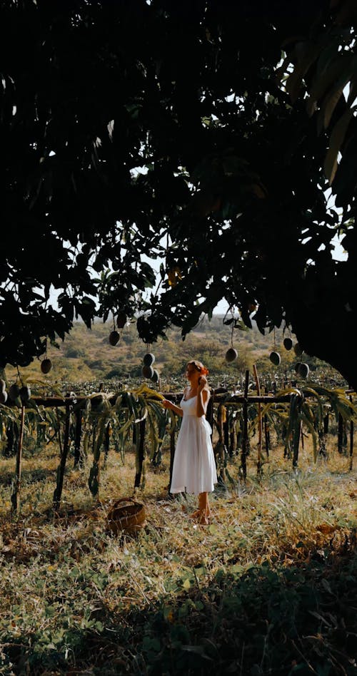 A Woman in a White Dress Harvesting Mangoes in a Fruit Plantation