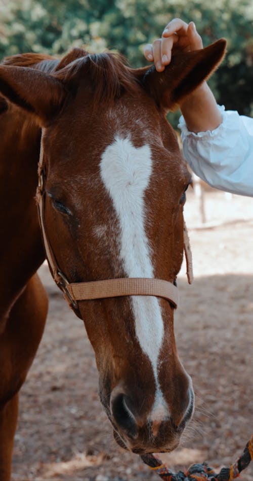 A Person Holding the Brown Horse