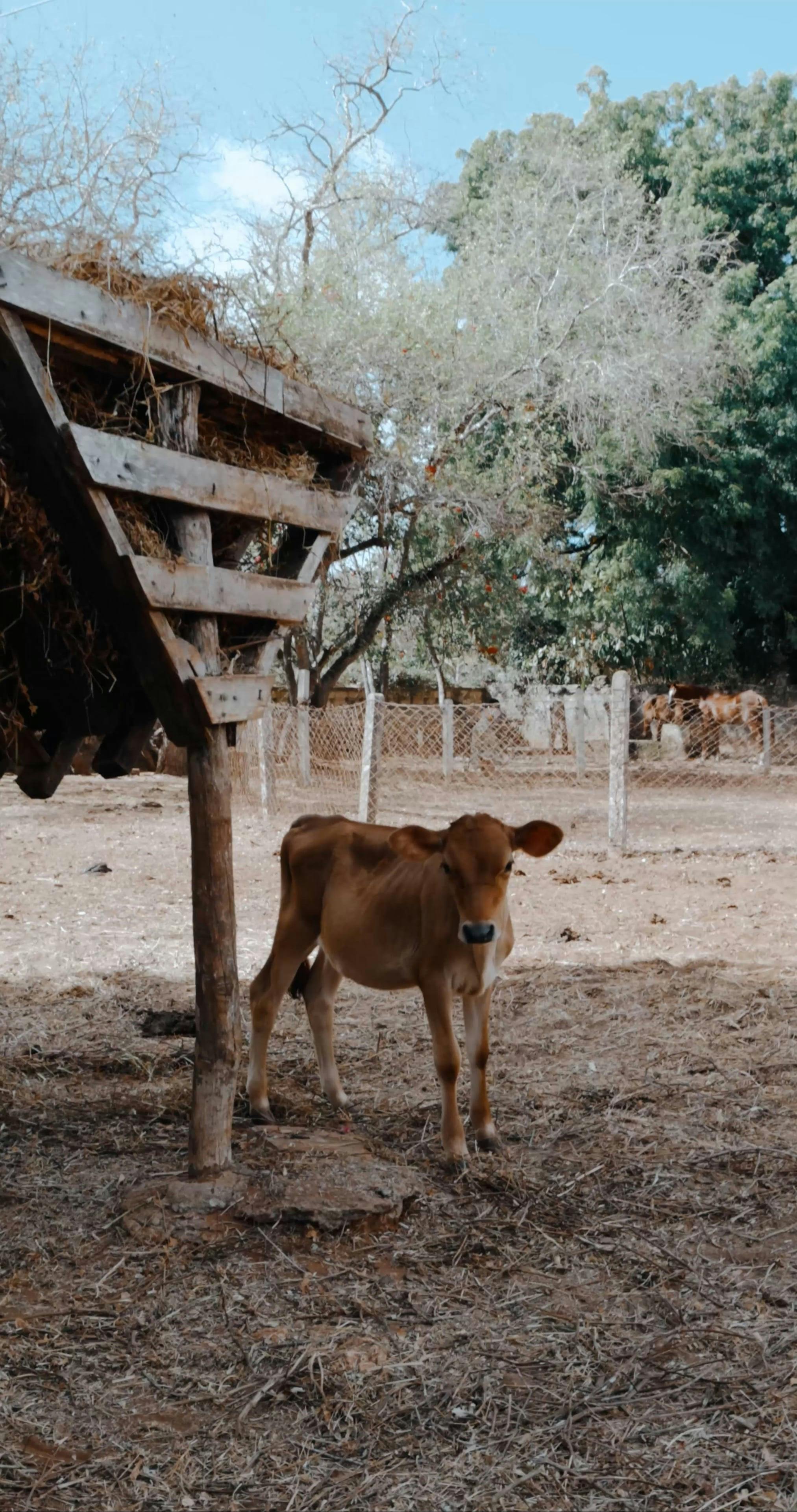 Animal Rack Videos, Download The BEST Free 4k Stock Video Footage ...