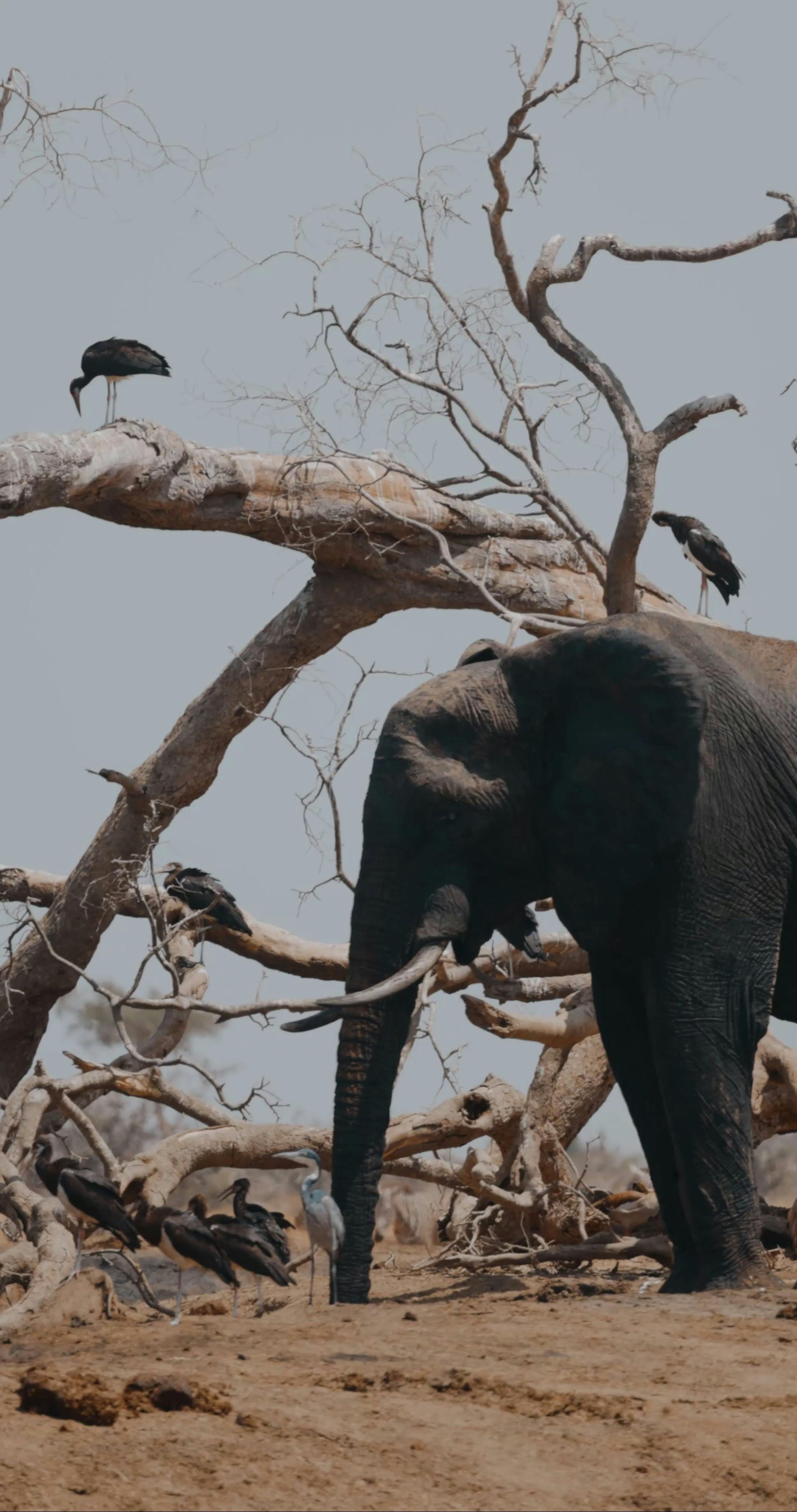 Elephant in Chains Free Stock Video Footage, Royalty-Free 4K & HD Video