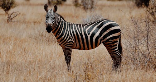 Zebra Videos, Download The BEST Free 4k Stock Video Footage & Zebra HD Video Clips Zebra Videos, Download The BEST Free 4k Stock Video Footage & Zebra HD Video Clips