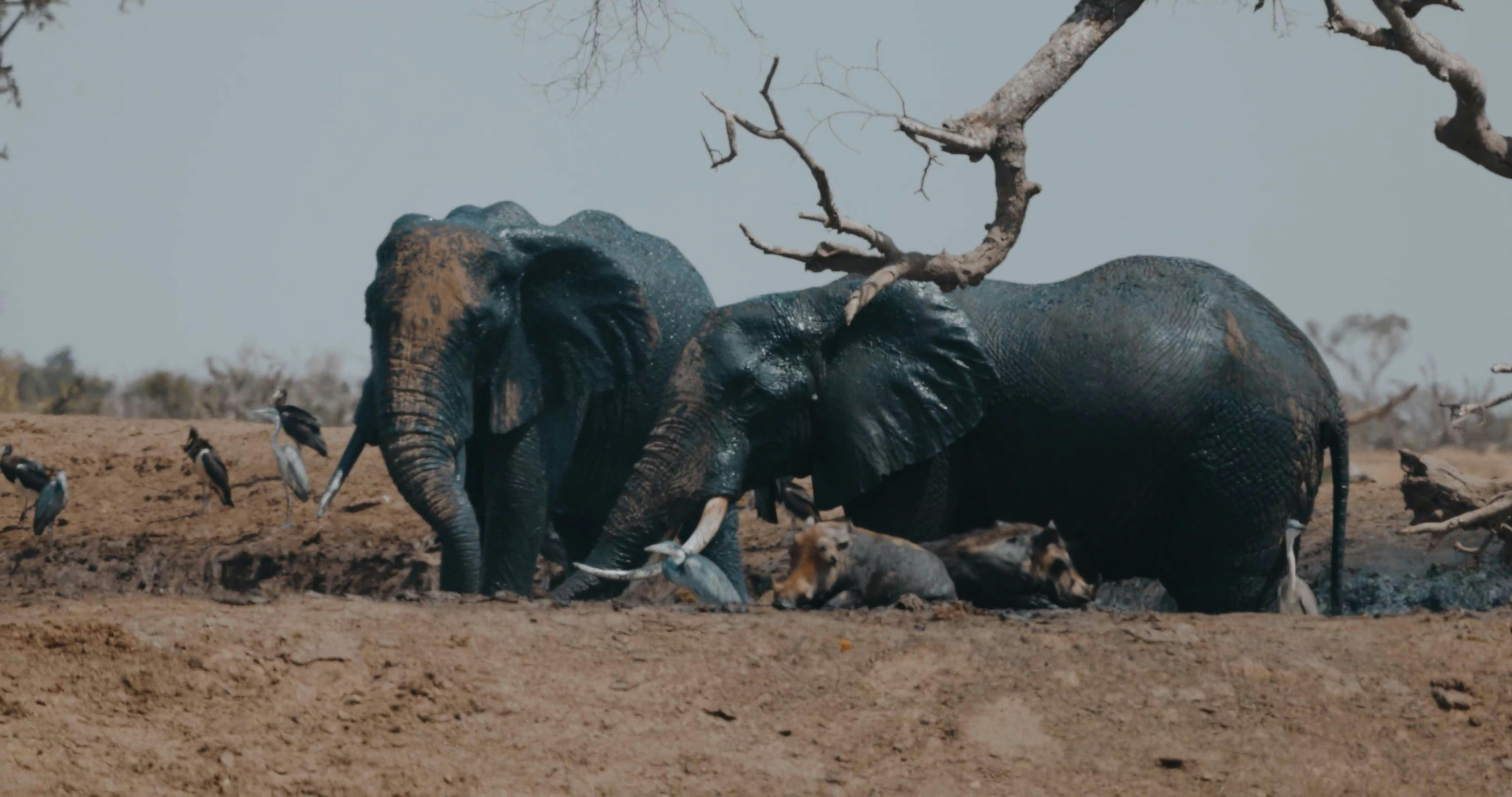 Footage Of An Elephant · Free Stock Video