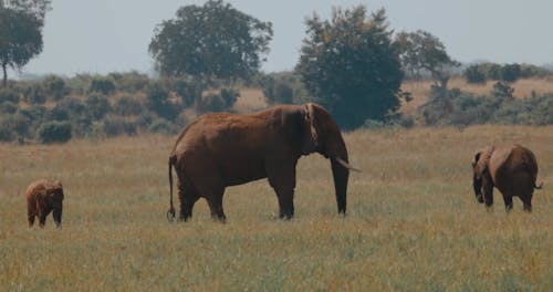 African Elephants Walking in a Grass Field