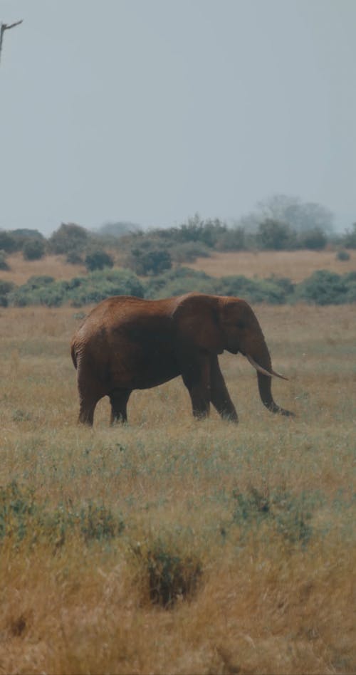 Elephant Standing in Grass Field 