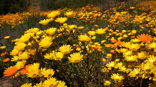 Yellow and Orange African Daisies in a Field