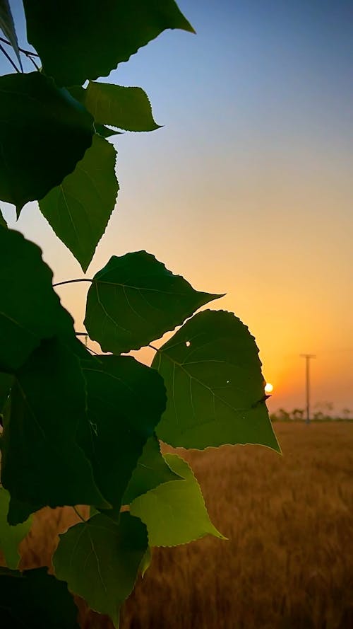 Green Leaves Against Sunset