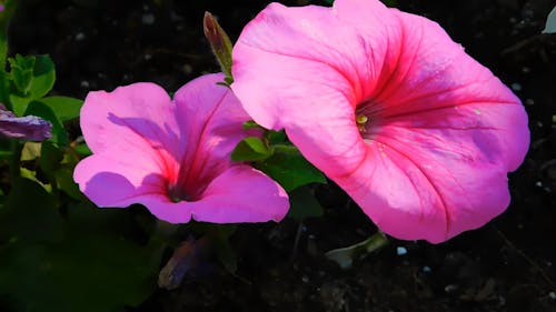 Petunia Merah Muda Mekar