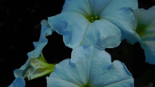 Video Of White Flowers