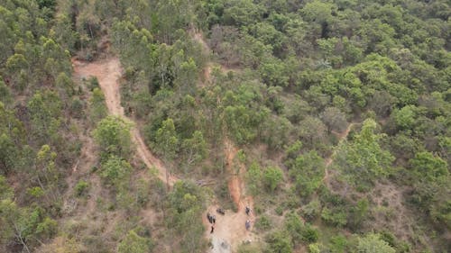 Aerial View of Forest