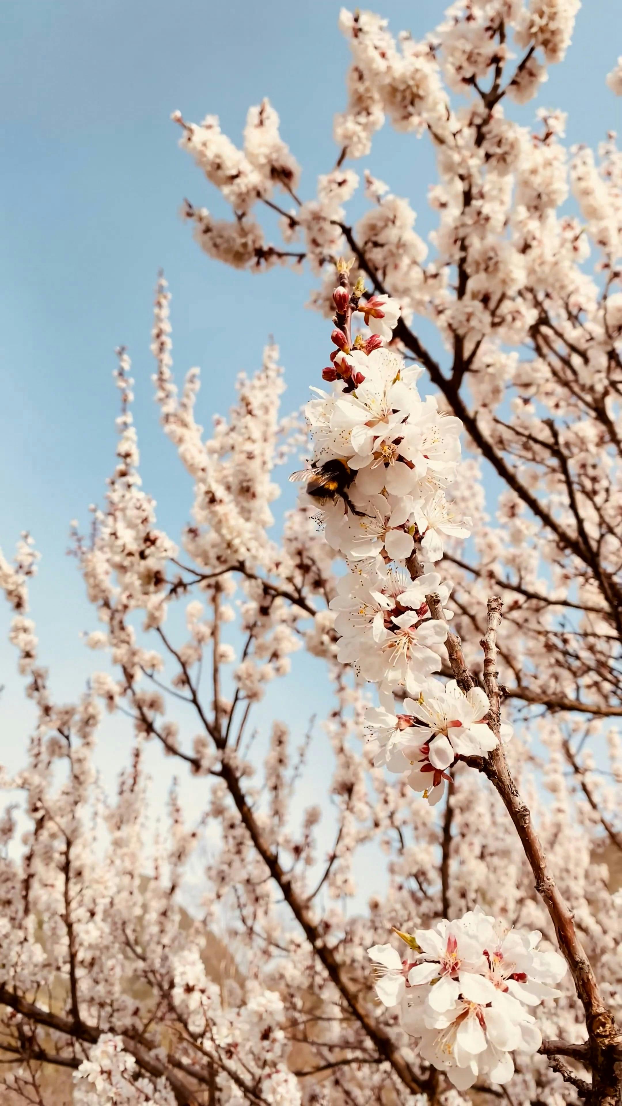 Video by Yussuf Muradov