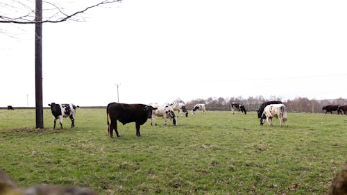 Cows on Pasture