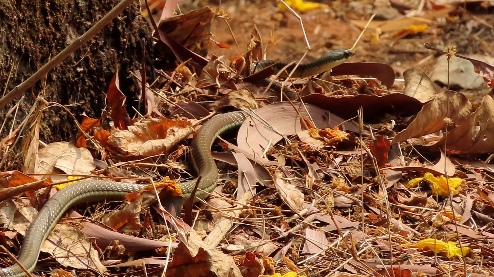 A Ladder Snake Sliding on the Ground Free Stock Video Footage, Royalty ...