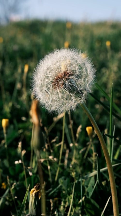 Close up of a Fluffy Dandelion Swaying in the Wind