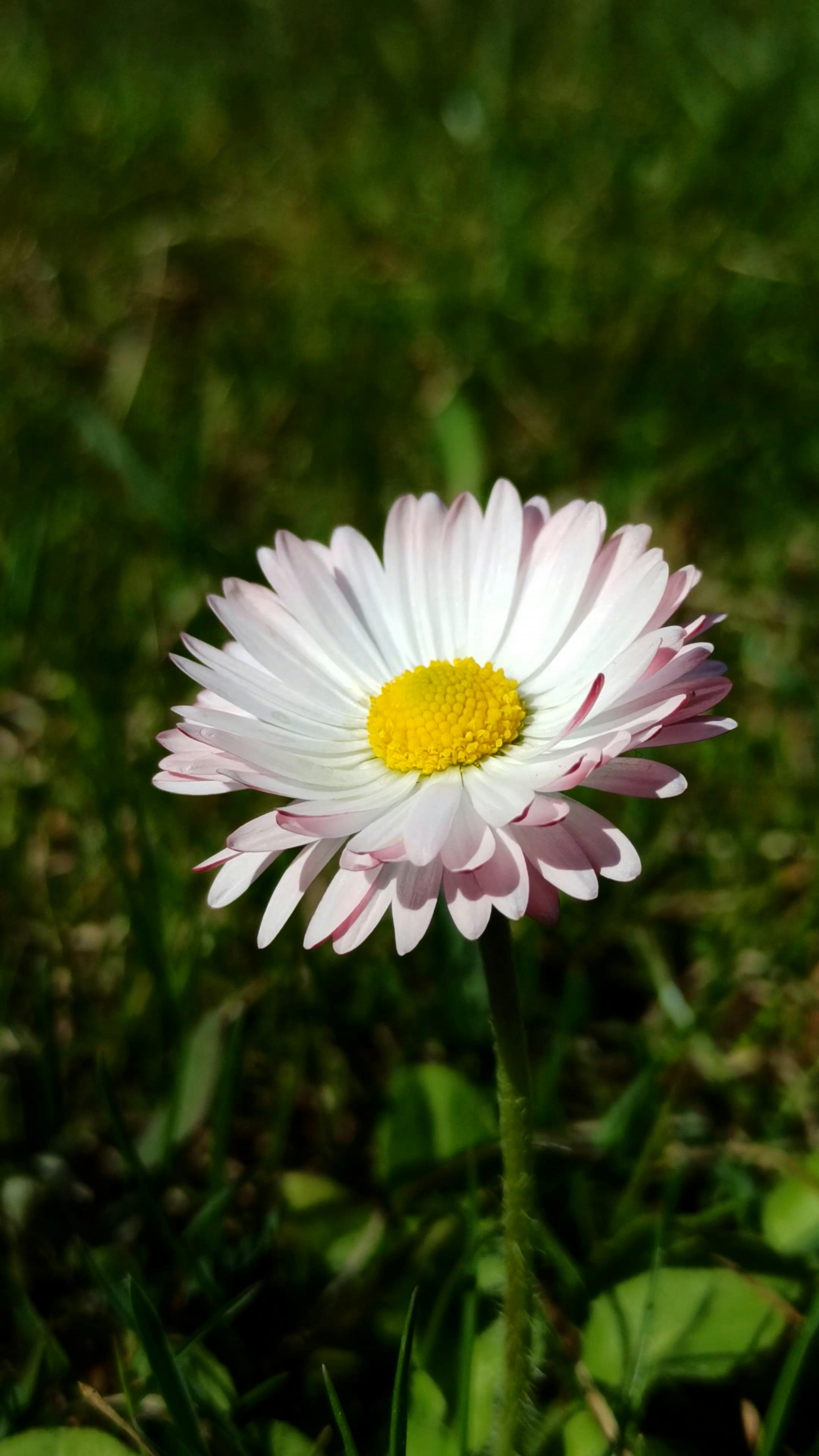 Close up of a Common Daisy in a Field · Free Stock Video