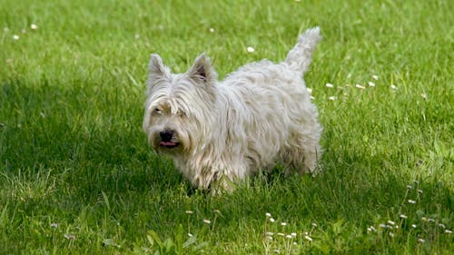 West Highland White Terrier Walking on Lawn Grass