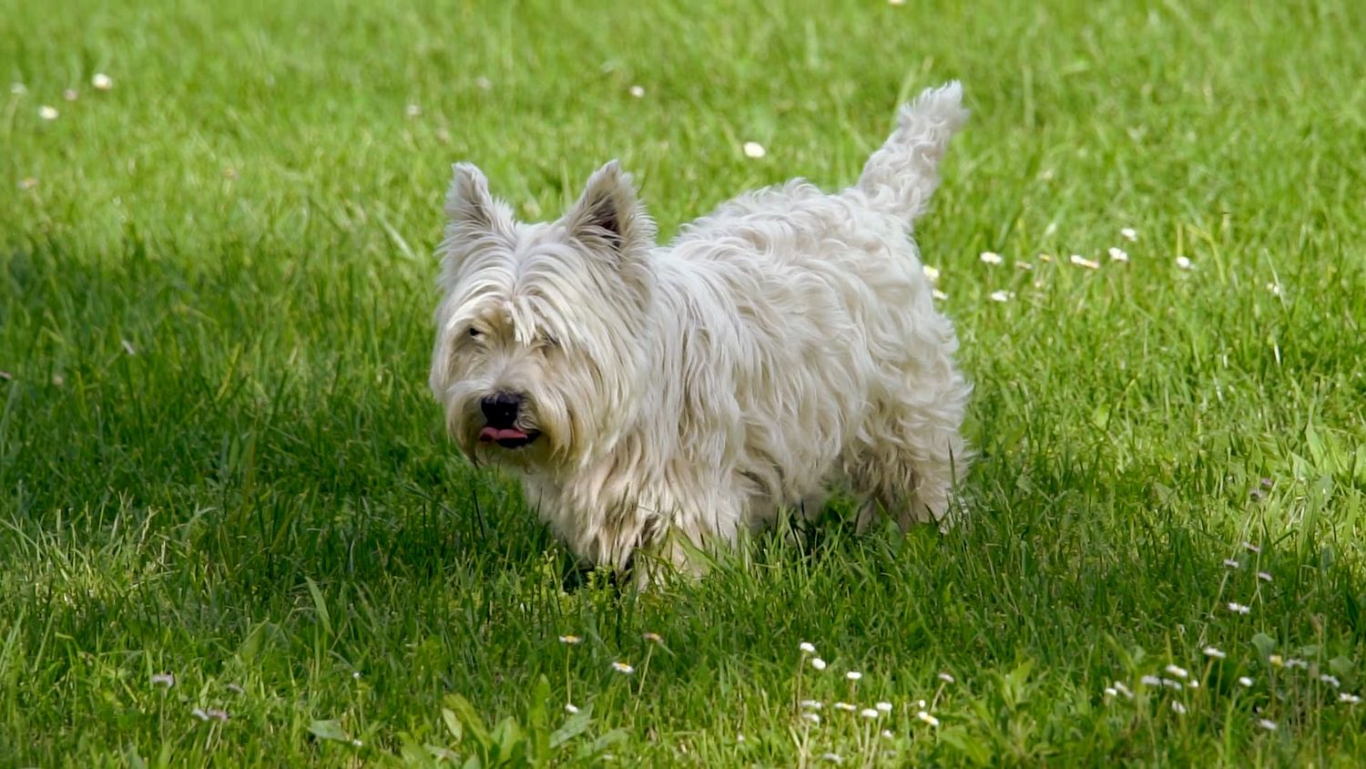 Cairn Terrier Videos, Download The BEST Free 4k Stock Video Footage ...