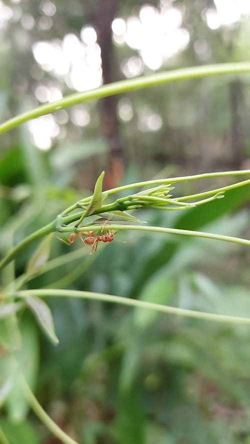 Close up of Ants on Plant