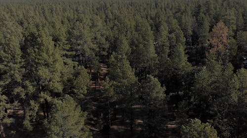 Drone Footage of a Green Forest and Snow Capped Mountains 