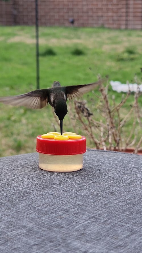 Hummingbird Flying to Bird Feeder
