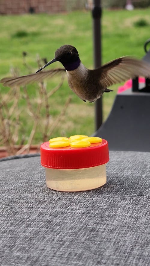 Close up of Hummingbird Flying to Bird Feeder