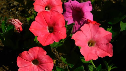 Blooming Red Petunias