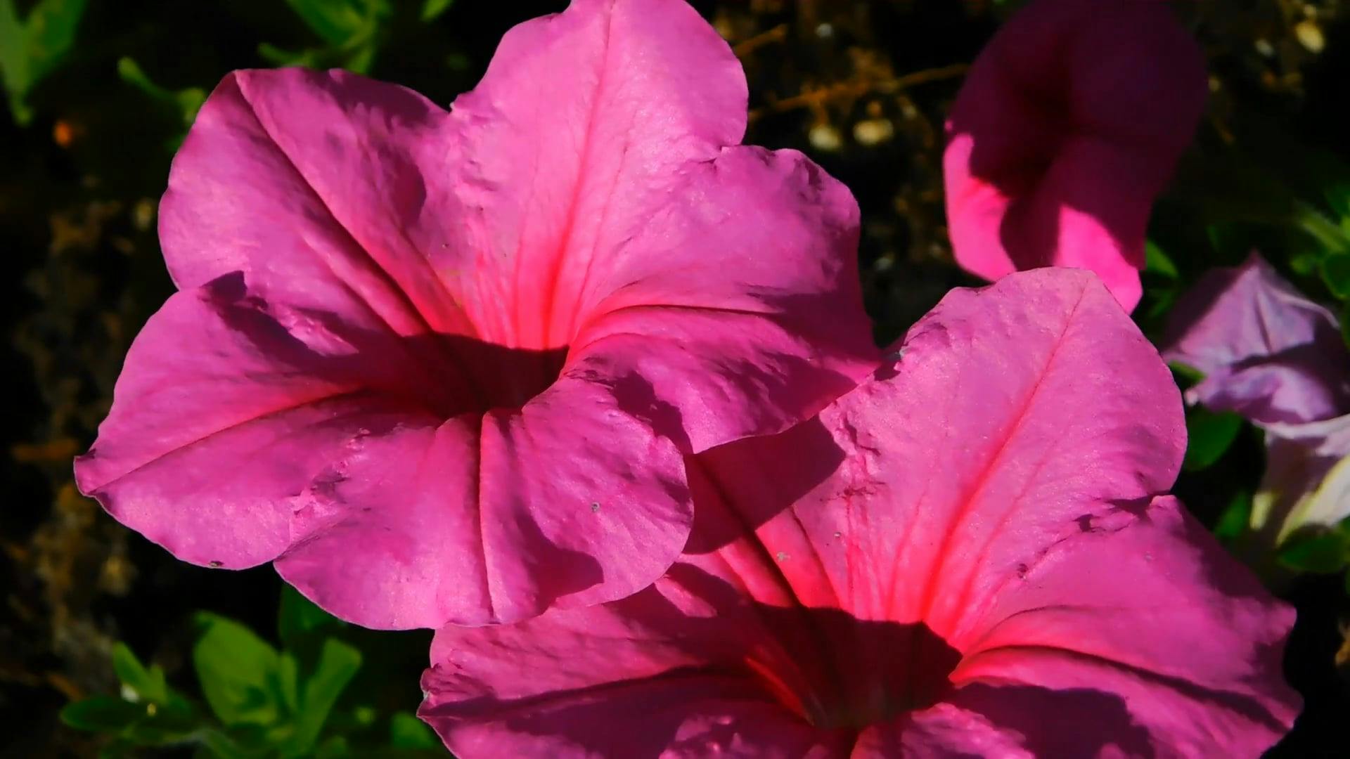 Pink Petunias &middot; Free Stock Video