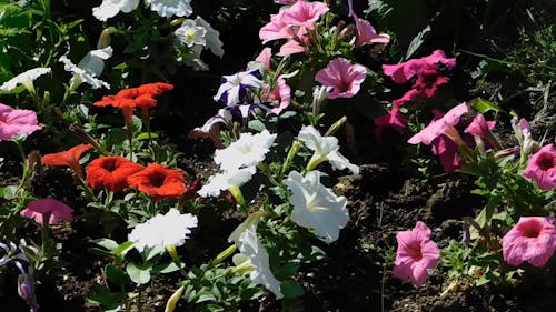 Verschiedene Farbige Blumen