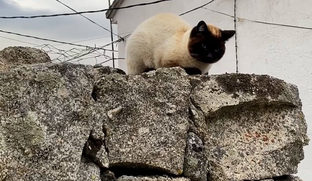 Cat Walking on Rocks Free Stock Video Footage, Royalty-Free 4K & HD ...