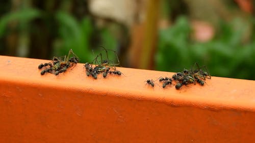 Close-up View of Eating Ants