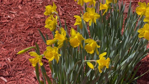 Close up of Yellow Daffodils