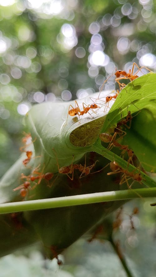 Ants on Leaf