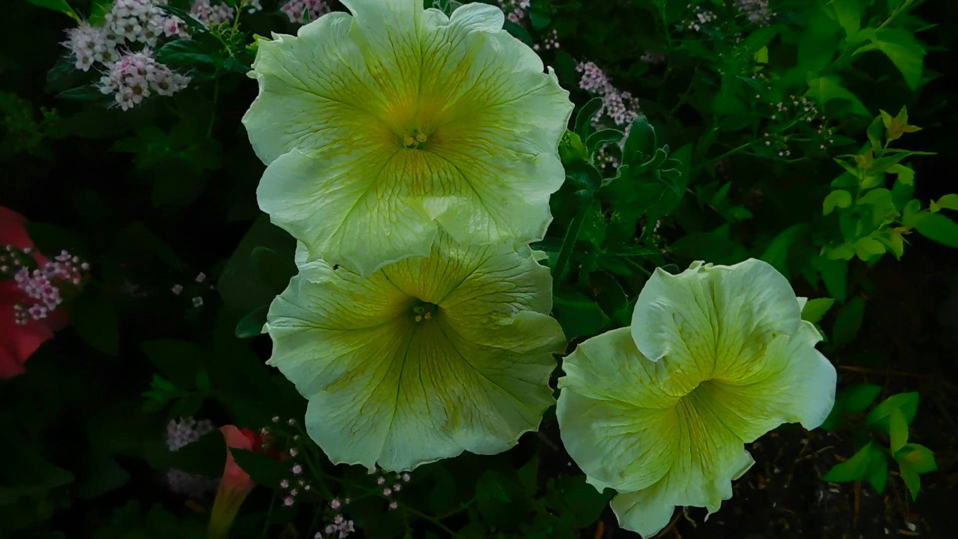 White Petunia Flowers &middot; Free Stock Video