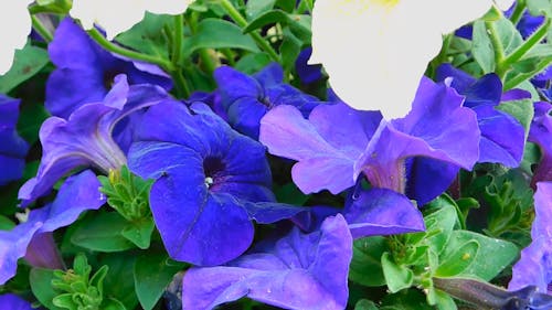 Vidéo En Gros Plan De Fleurs Violettes