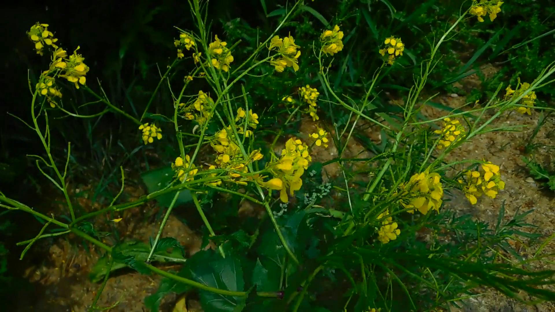 Video by Zuzanna Musial