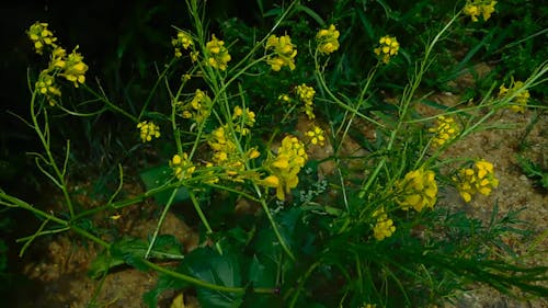 Yellow Wild Flowers
