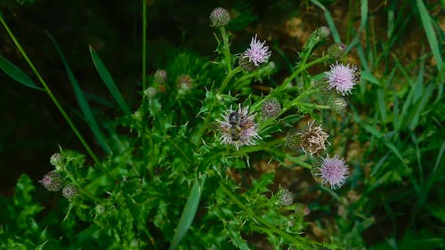 Bees Collecting Nectar