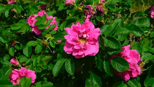 Pink Roses In Bloom