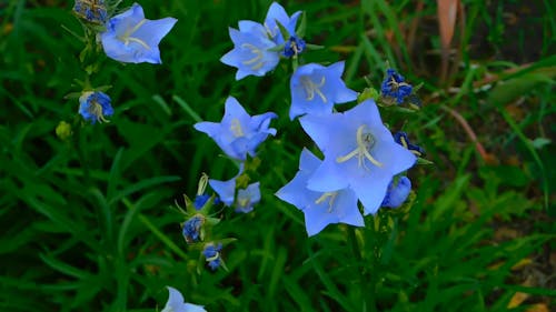Mavi çiçeklerin Yakın çekim Videosu