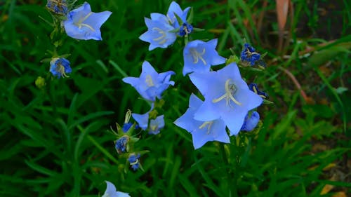 蓝色小花的特写视频