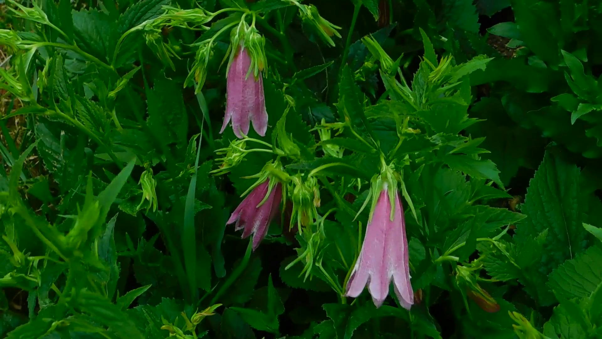 Purple Bell Flowers · Free Stock Video