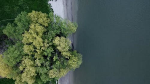 River and Trees