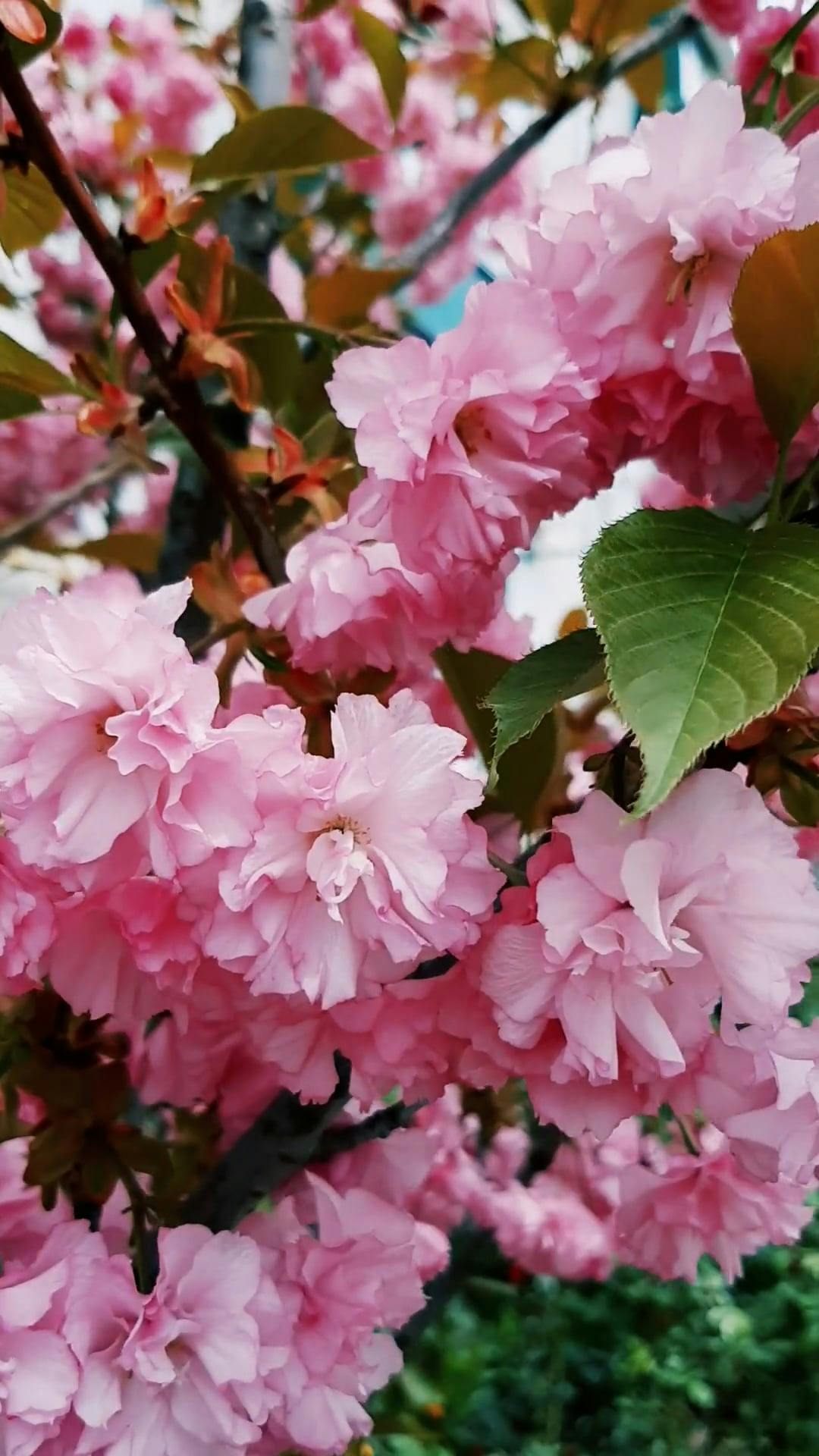 Video by Olesia malhcuk