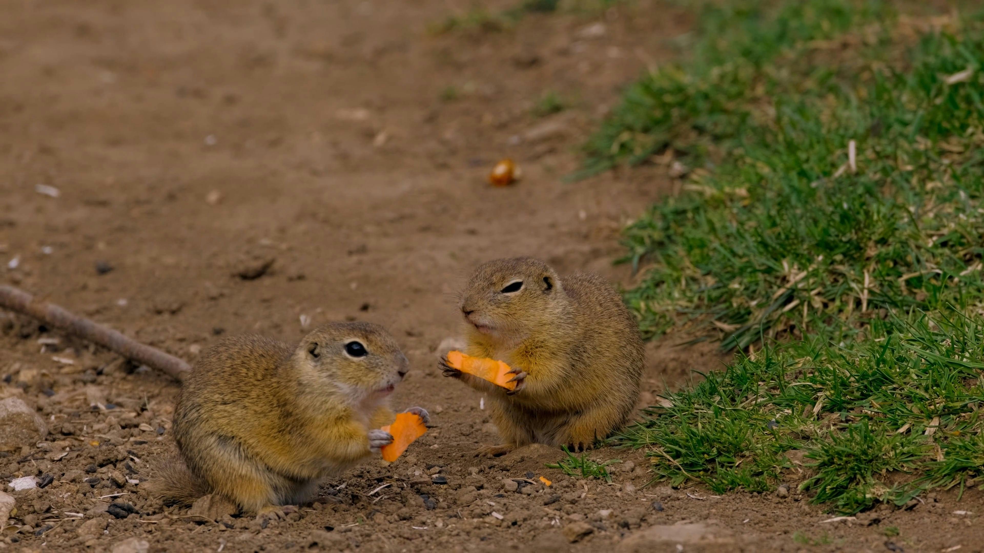 Squirrels Eating Carrots Free Stock Video Footage, RoyaltyFree 4K & HD