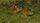 wild animals