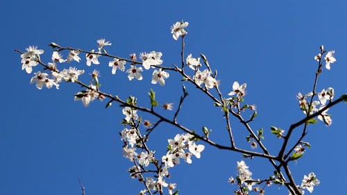 Low Angle View of White Flowers on Tree Branches 