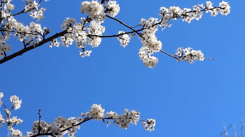 Spring Blossom Tree Branches Under Blue Sky