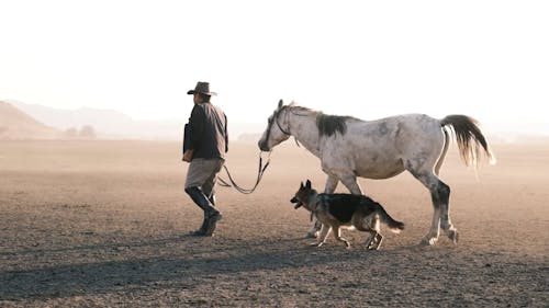 Man Leading White Horse and Dog