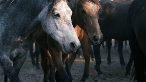 Herd of Horses