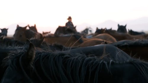 Man Riding Horse Among Flock